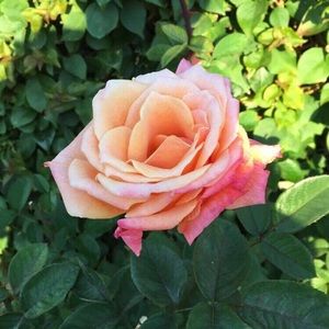 Meet your Posher, Marlene